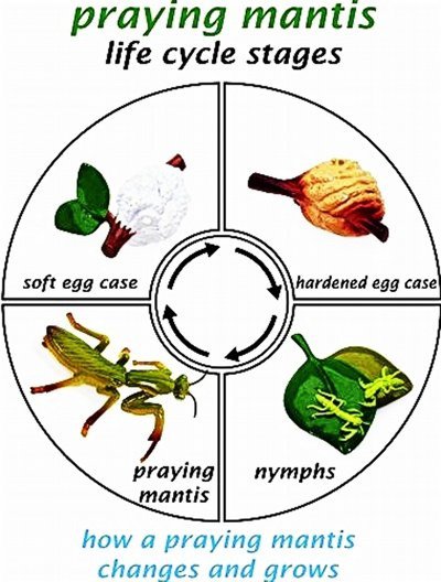 How to know when praying mantises are hatched from their nest