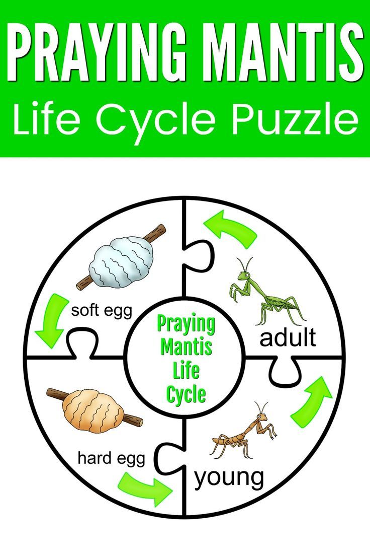 Praying mantis life cycle sensory bin praying mantis life cycle life cycles praying mantis