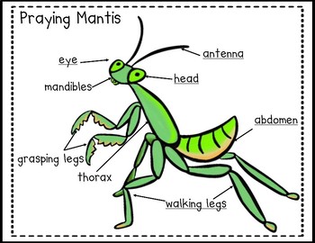 Praying mantis life cycle pack with observation journal tpt