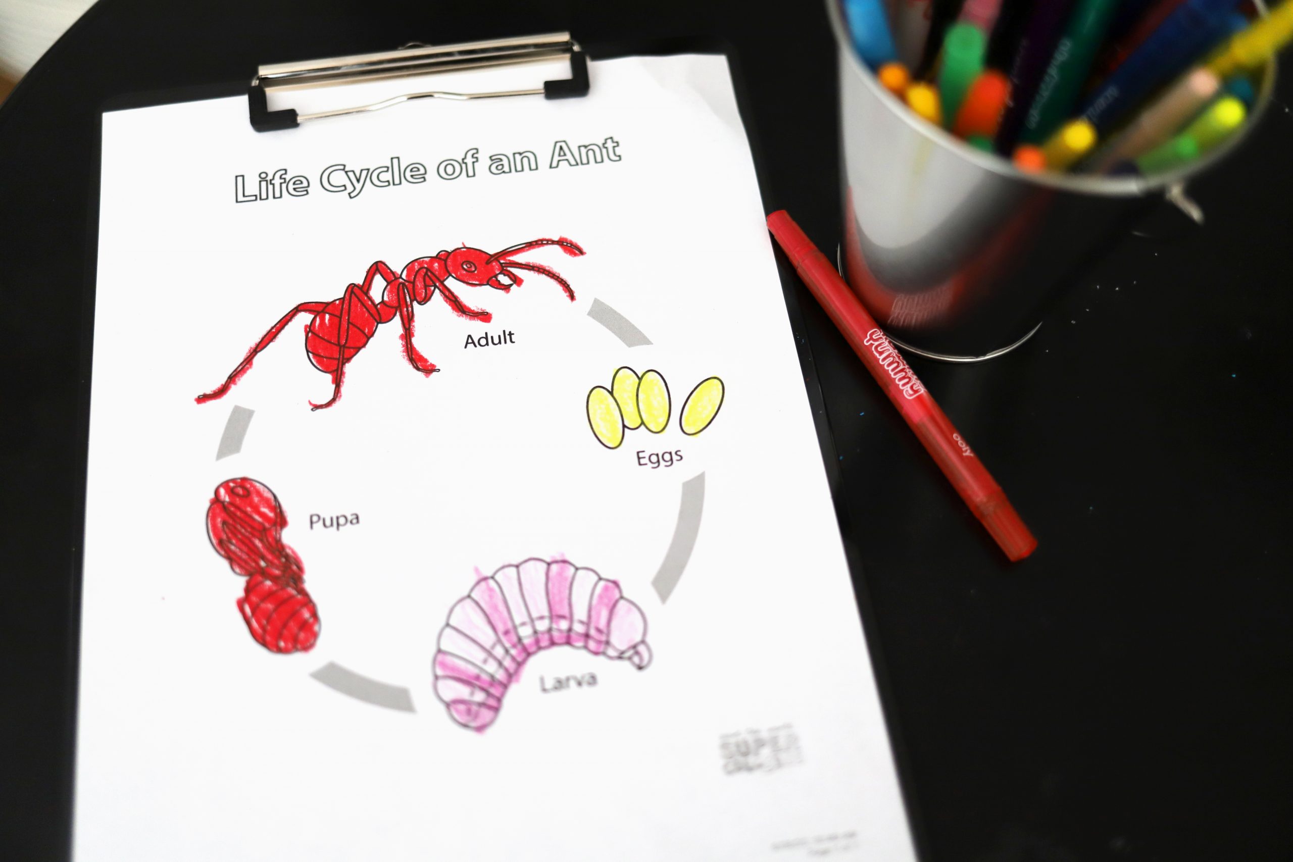 Insect life cycle coloring pages â busy little izzy