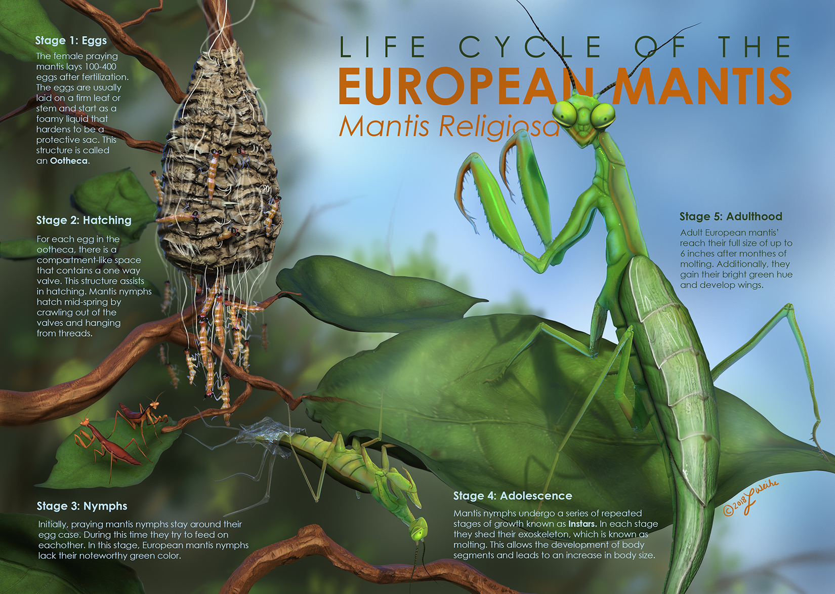 Life cycle of the european praying mantis â logan weihe