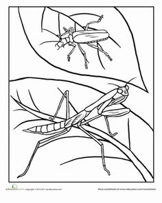 Praying mantis project ideas praying mantis praying mantis life cycle bugs and insects