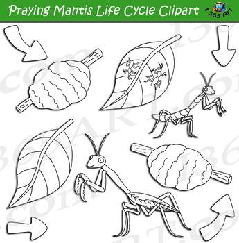 Praying mantis life cycle clipart by i art