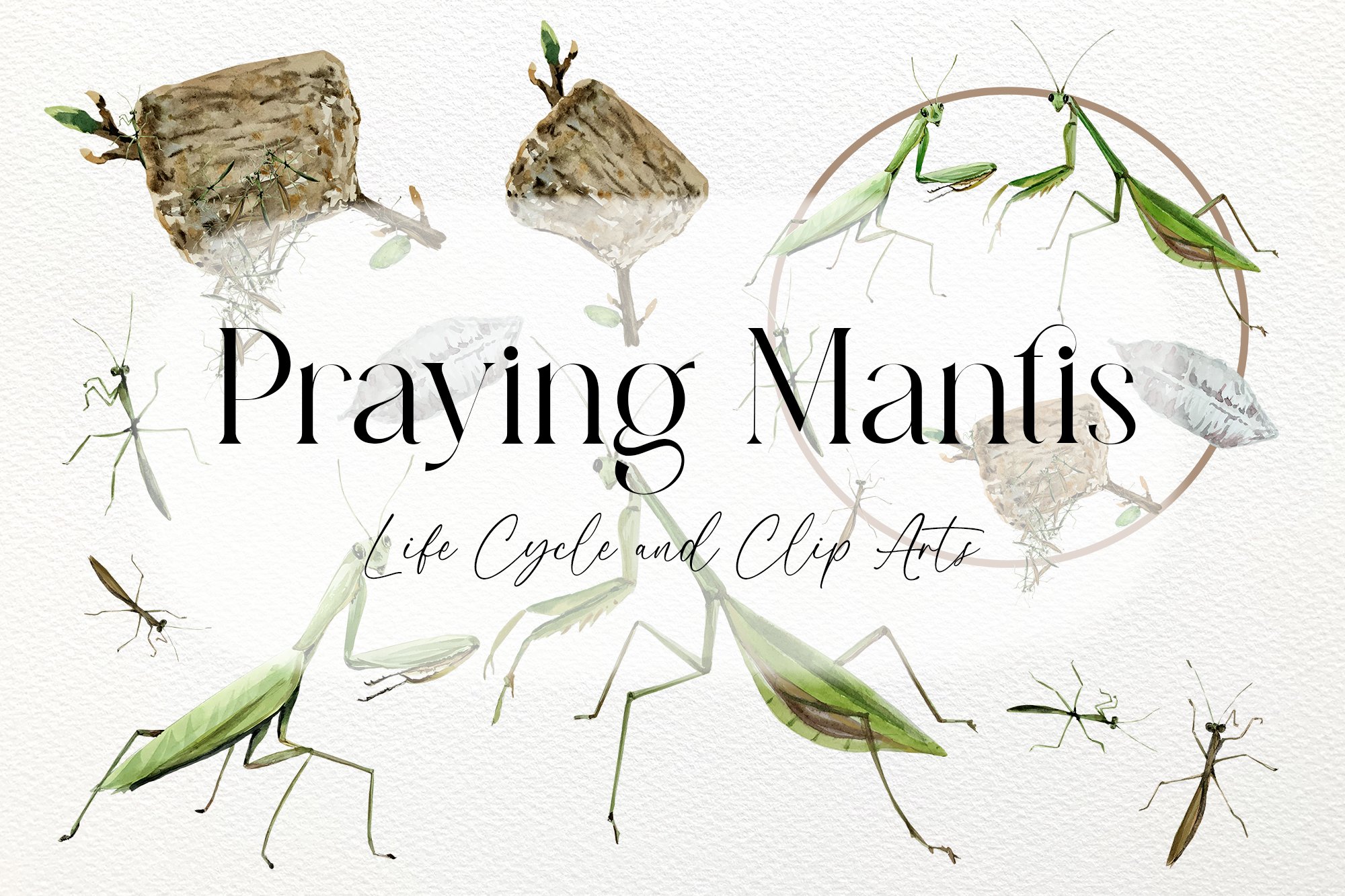 Watercolor praying mantis life cycle and clip arts