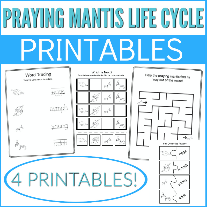 Praying mantis life cycle games learning booklet