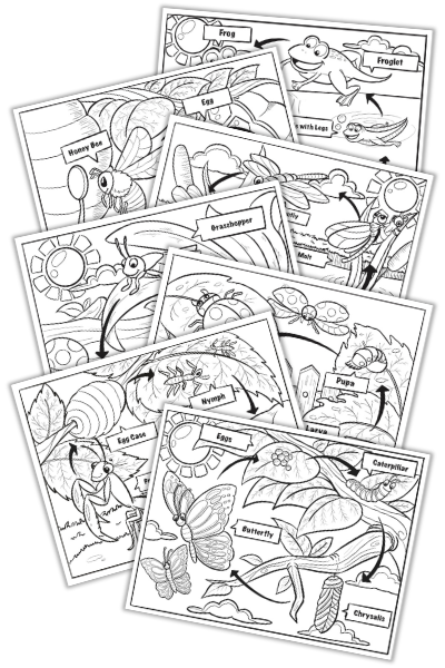 Life cycle coloring pages bundle â