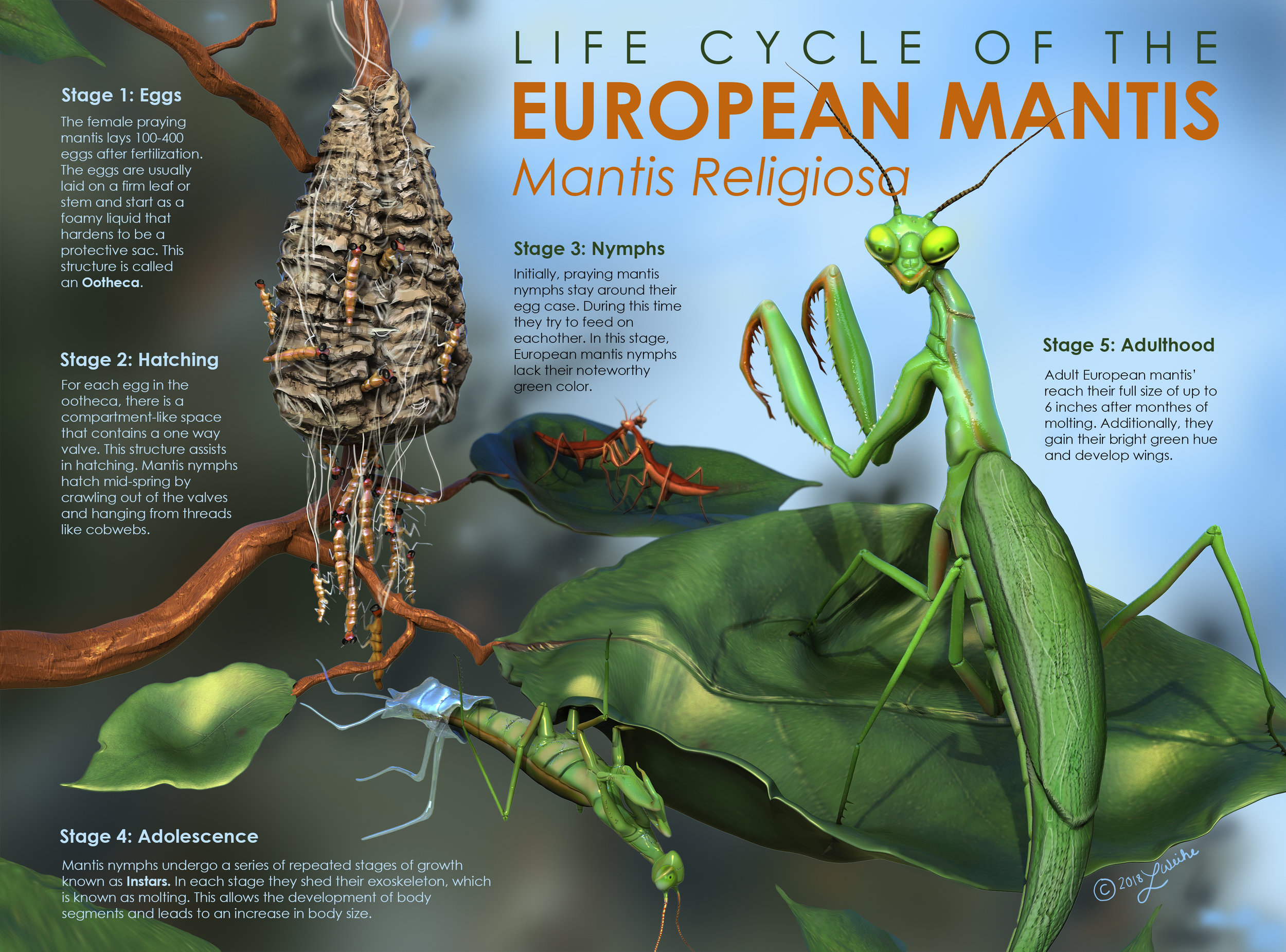 Life cycle of the european praying mantis â logan weihe