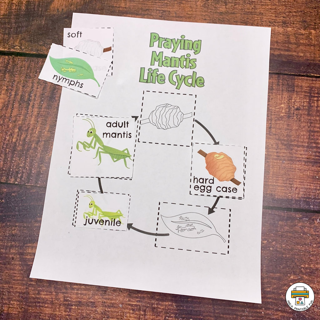 Insect activity pack