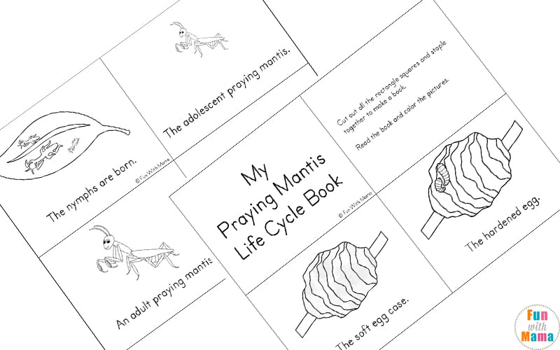 Praying mantis life cycle printable pack