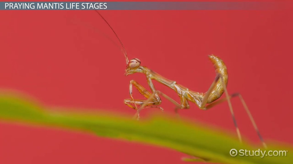 Praying mantis anatomy life cycle metamorphosis