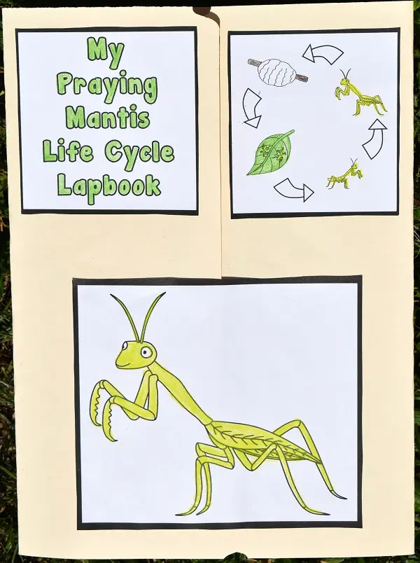 Printable praying mantis life cycle lapbook