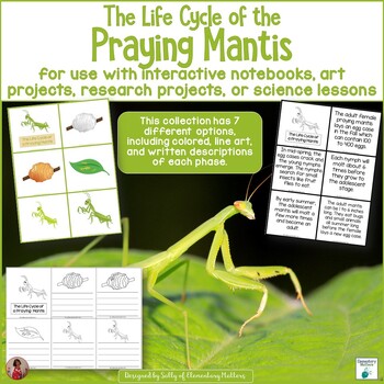 Praying mantis life cycle activities crafts and printables tpt