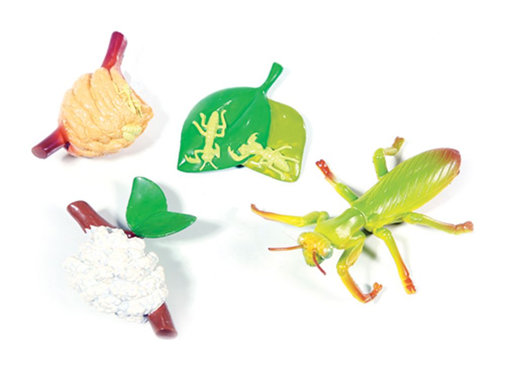 Praying mantis life cycle models set