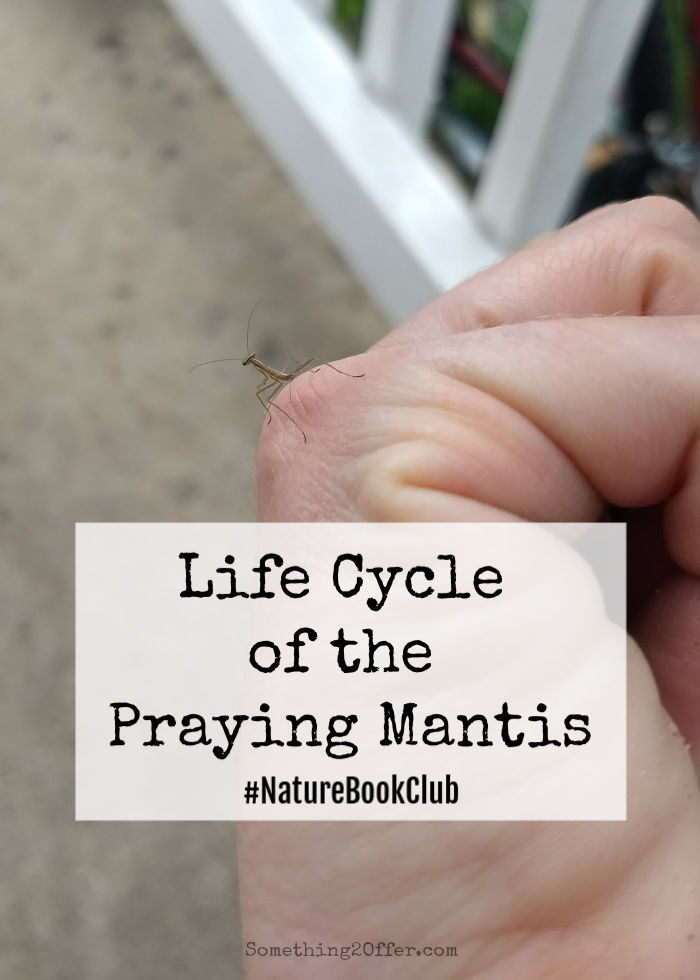 Life cycle of the praying mantis naturebookclub naturestudy