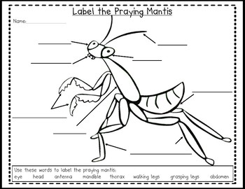 Praying mantis life cycle pack with observation journal tpt