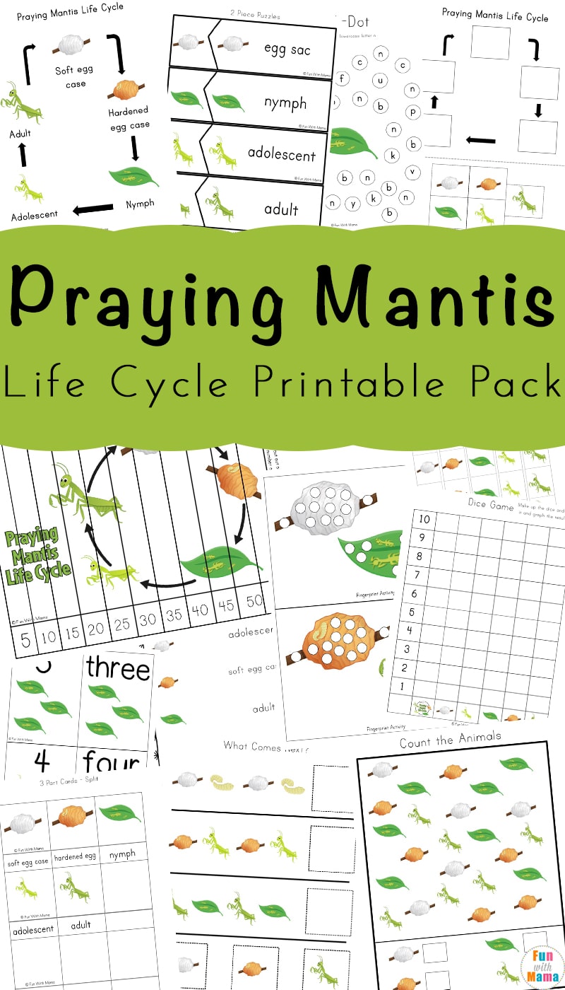 Praying mantis life cycle printable pack