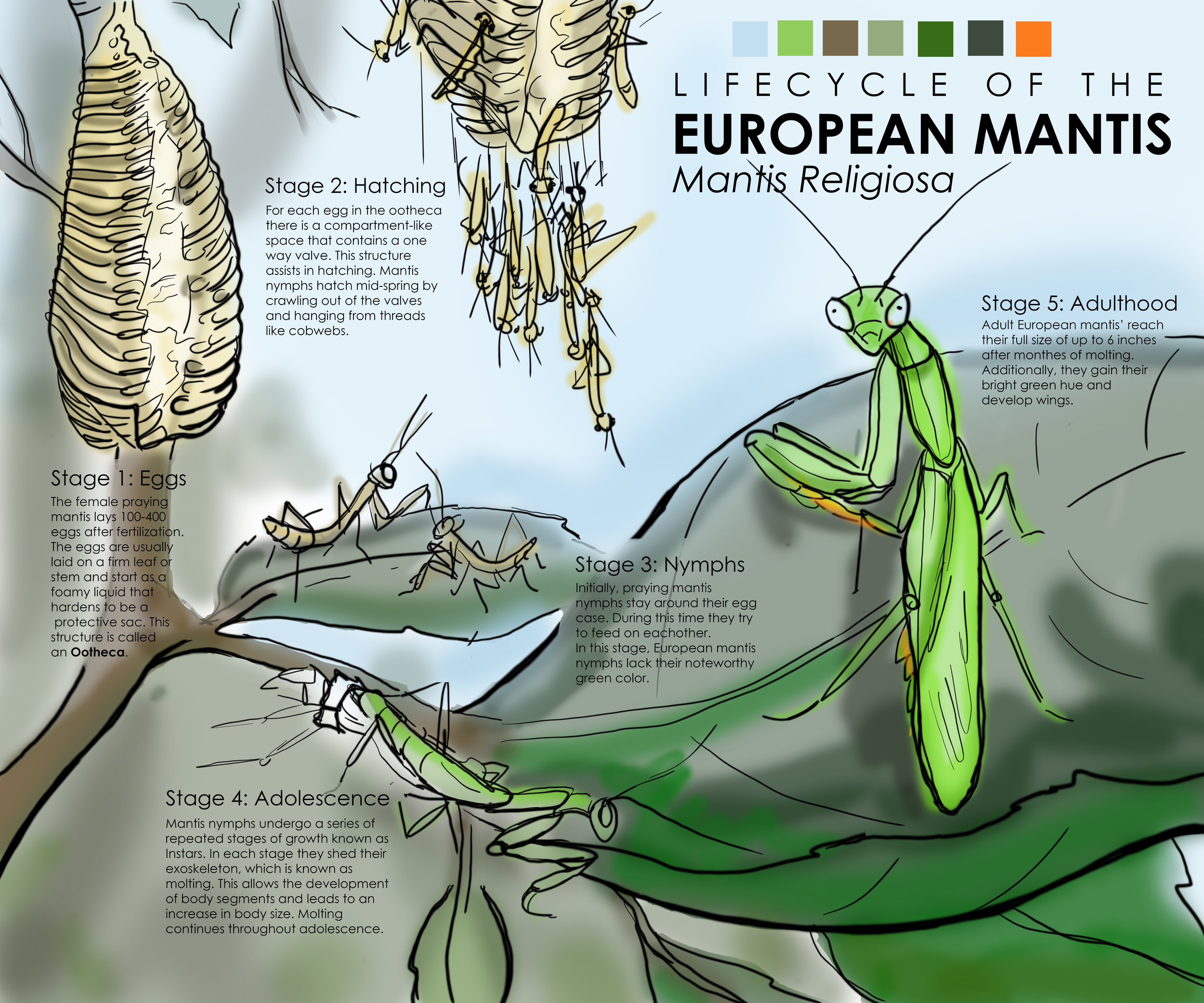 Life cycle of the european praying mantis â logan weihe