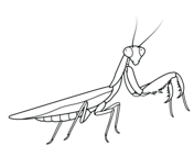 Praying mantis coloring pages free coloring pages