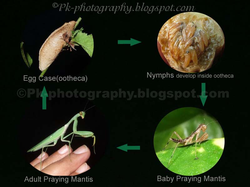 Nature cultural and travel photography blog praying mantis life cycle