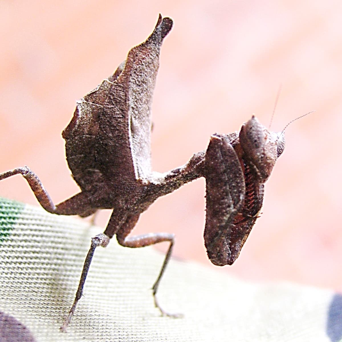 The life cycle of the praying mantis with photos