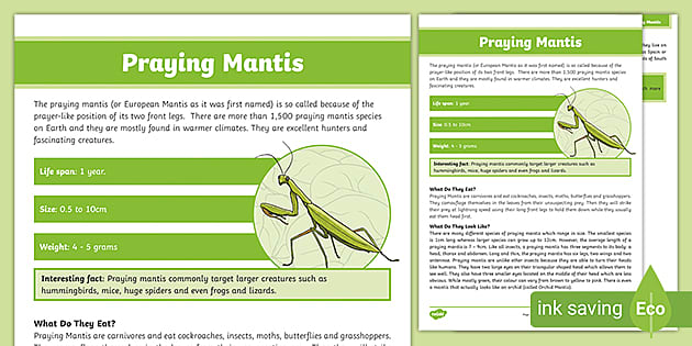 Praying mantis fact file teacher