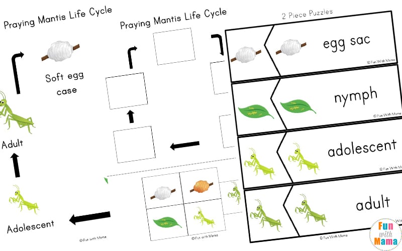 Praying mantis life cycle printable pack