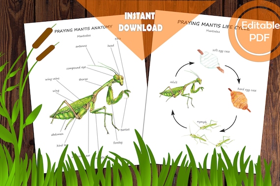 Praying mantis unit study mega printable bundle anatomy life cycle cards worksheets games editable pdf montessori materials