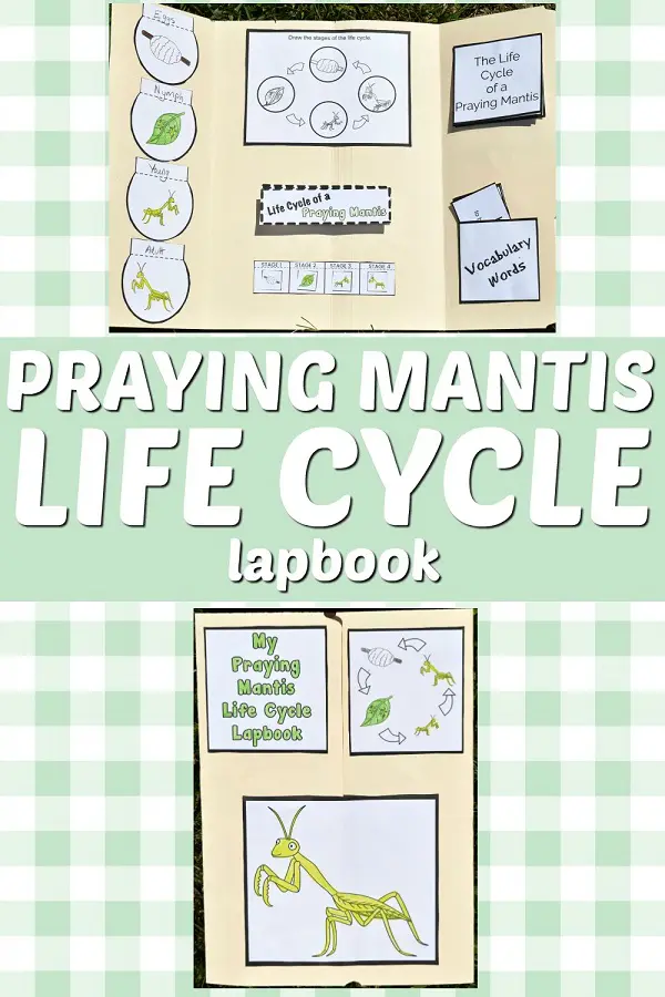 Printable praying mantis life cycle lapbook