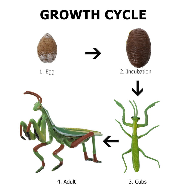 Set mantis life cycle figure insect life cycle figure early education prop