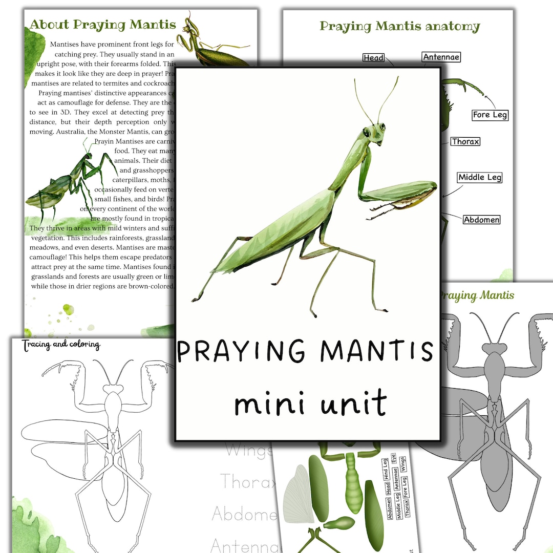 Praying mantis mini unit study praying mantis activities insects study mini beast download now