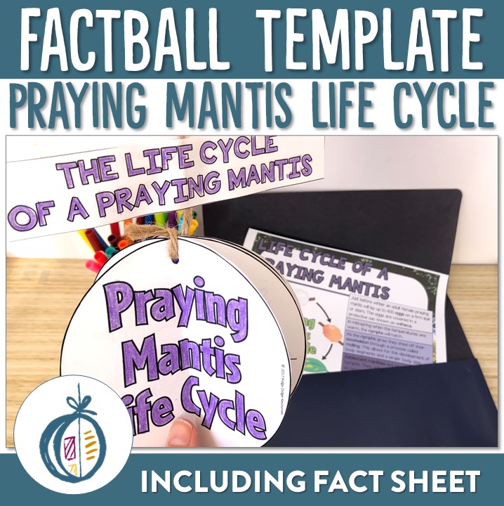 Praying mantis life cycle factball and fact sheet ridgy didge resources