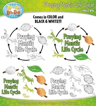 Praying mantis life cycle clipart zip