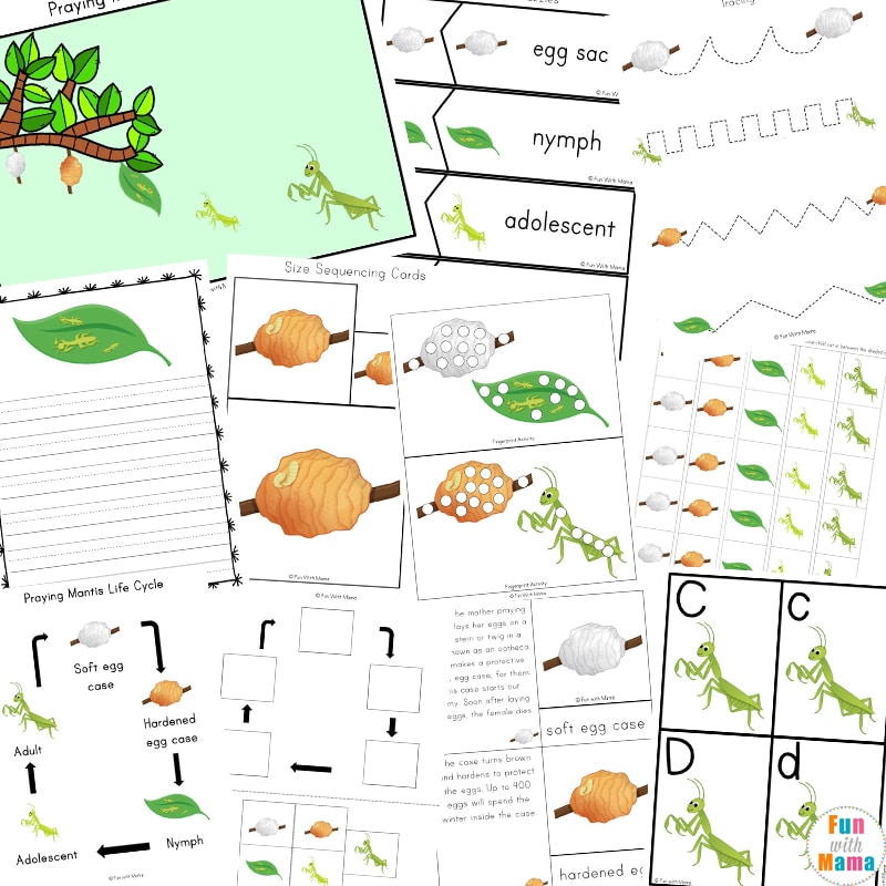 Life cycle of a praying mantis worksheet activity pack