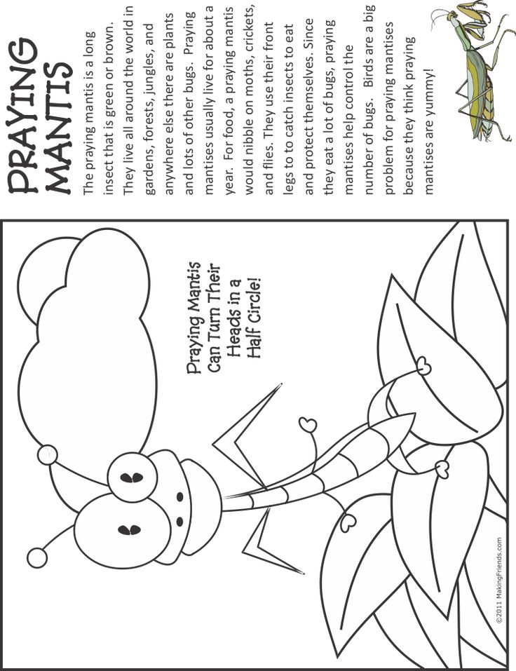 Bug coloring page praying mantis bug coloring pages praying mantis praying mantis life cycle