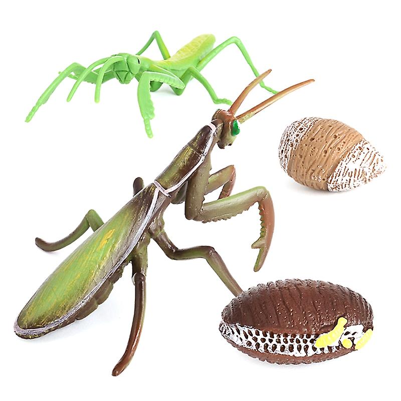 Praying mantis growth cycle insect life cycles animal model child pre