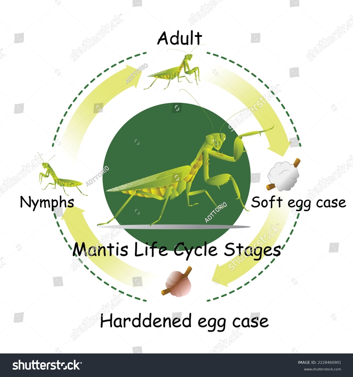 Lifecycle mantis predatory insects eat insects stock vector royalty free