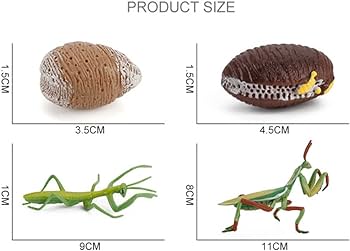 Ikasus life cycle figurines insect model toy simulation growth cycle praying mantis animal model kit cute forest bug animal figures educational school project for kids birthday easter gift type j buy