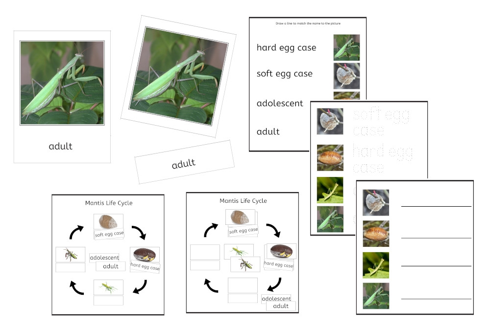 Mantis life cycle