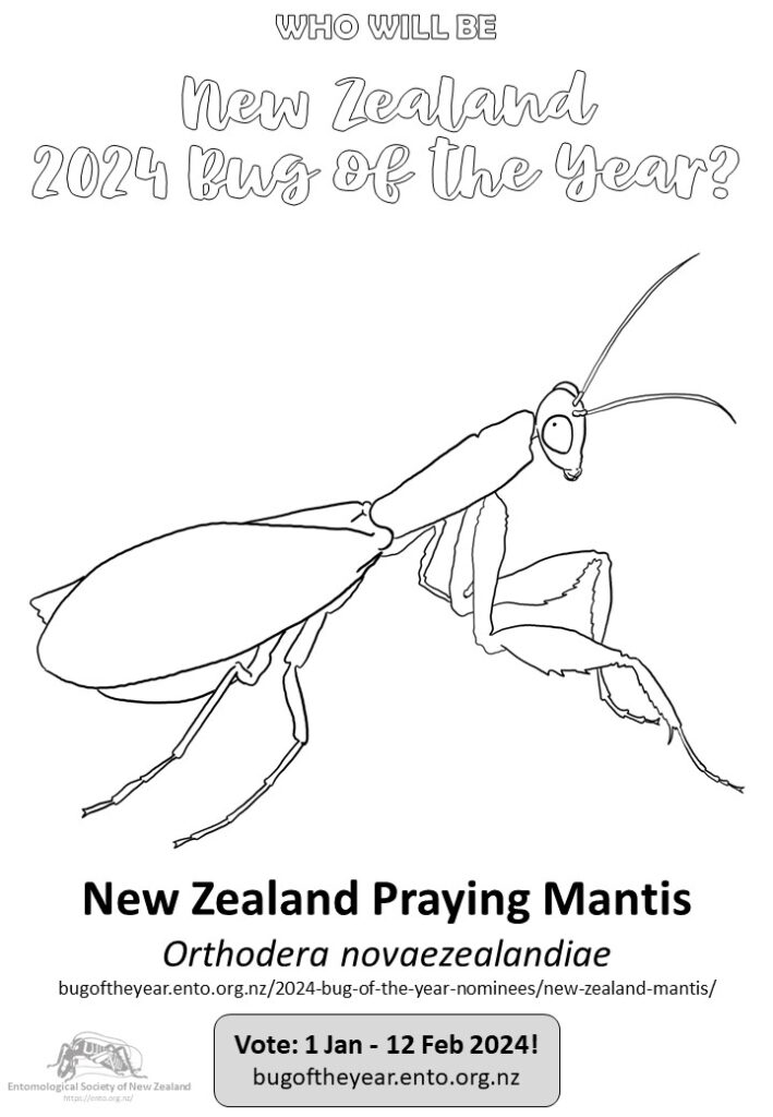 New zealand praying mantis â new zealand bug of the year