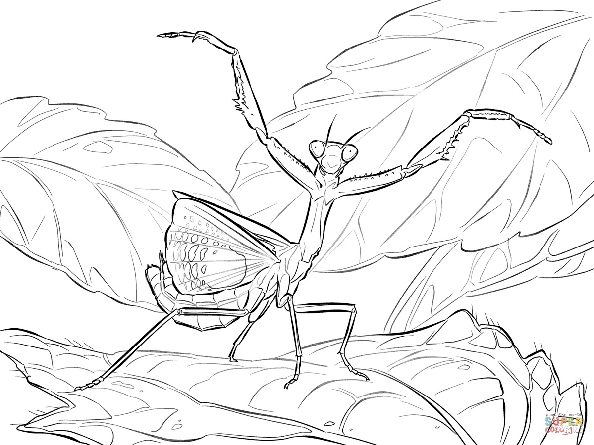 Iris praying mantis coloring page free printable coloring pages