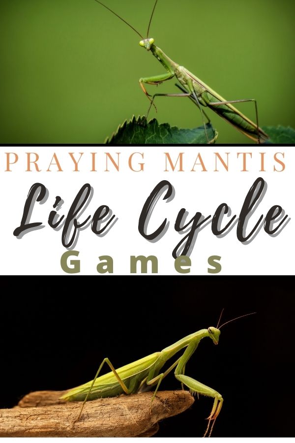 Praying mantis life cycle games learning booklet