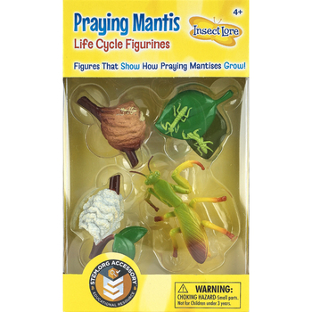 Praying mantis life cycle figures ages and up