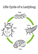 Life cycle of praying mantis coloring page free printable coloring pages