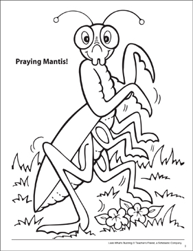 Look whats buzzing coloring page praying mantis printable coloring pages