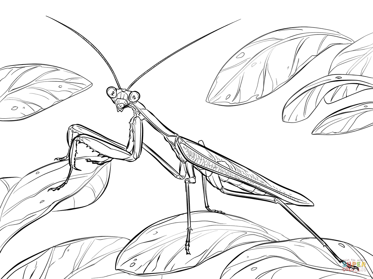 African praying mantis coloring page free printable coloring pages praying mantis mantis tattoo coloring pages