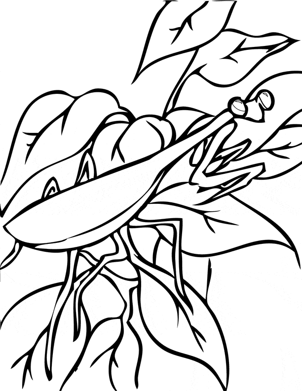 Praying mantis coloring page