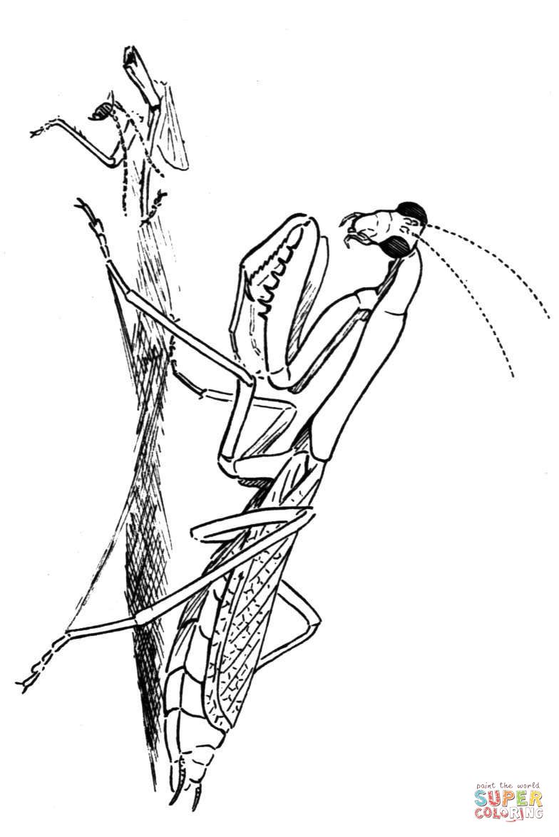 Carolina praying mantis coloring page free printable coloring pages praying mantis coloring pages insect art