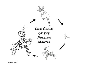 Praying mantis activities tpt