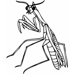 Praying mantis coloring page