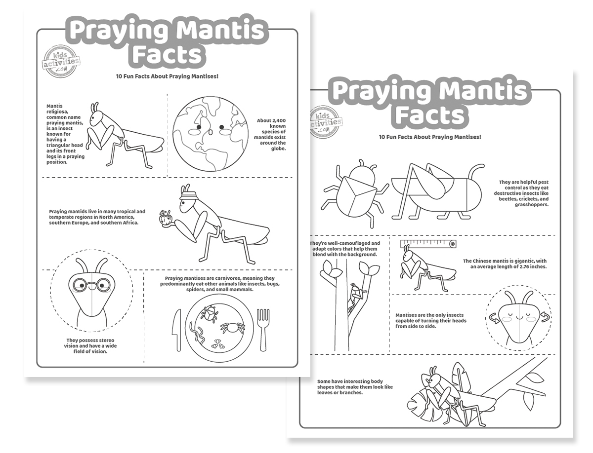 Praying mantis facts for curious kids kids activities blog